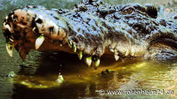 Vermisster Angler aus Australien vermutlich tot – Menschliche Überreste in getötetem Krokodil gefunden