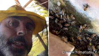 Lo sciame di api salva la casa dal crollo