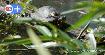 Können ausgesetzte Schildkröten im Kleinen Segeberger See überleben?