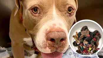 Pitbull frisst 17 Socken – Tierärztin äußert erschütternden Verdacht