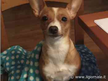 Ladri uccidono il cane e lo nascondono nella lavatrice. Choc per una famiglia di Vigevano