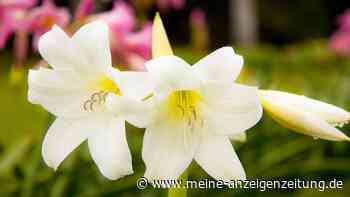 Ausnahme unter den Lilien: Madonnenlilie schon im August pflanzen