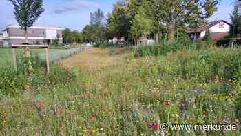 Ungepflegt oder wunderschön? Weilheims blühende Landschaften