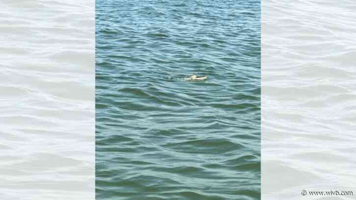 Crikey! Witnesses spot alligator swimming in Lake Erie