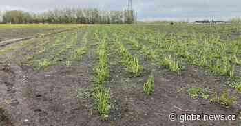 Hail damages crops, greenhouses east of Calgary