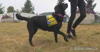 Assistance dog charity asking for help to keep up with overwhelming demand