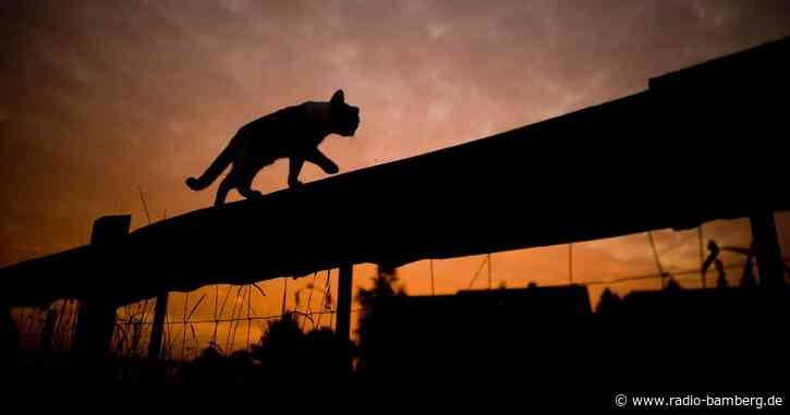 Grüne fordern bayernweite Kastration von Freigängerkatzen