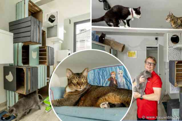 Achter de schermen van een luxe kattenhotel: “Een plek waar katten volop van hun vakantie genieten”