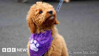 Puppies found in boxes at ferry port find new homes