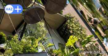 Die besten Blumenläden in Hannover: Exotische und heimische Pflanzen entdecken