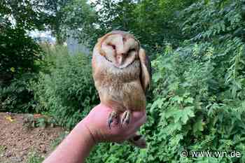 Polizei rettet verletzte Schleiereule auf A1
