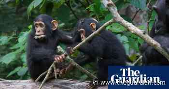 Chimpanzees Have Back-And-Forth Conversations Much Like Humans Do