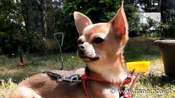 Camper rubato a Porta di Roma, ritrovati due dei cani che erano a bordo. Si cerca ancora Mya