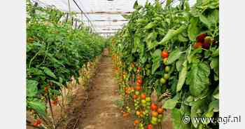 Tomatenaanplant met tien dagen vervroegd in Almería dankzij ToBRFV-resistente rassen