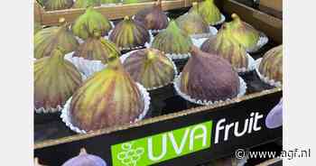 "Vijgenseizoen komt goed op gang in Duitsland en Oostenrijk"