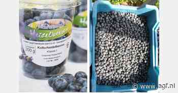 "We moesten een deel van de blauwe bessen ongeplukt laten op de natte heide"