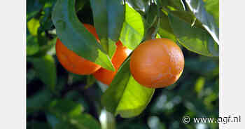 "We registreren al de eerste zoekopdrachten naar rassen zoals Iwasaki en Clemenrubi"