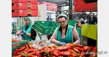 Spaanse Agroejido de afgelopen vier jaar met de helft gegroeid