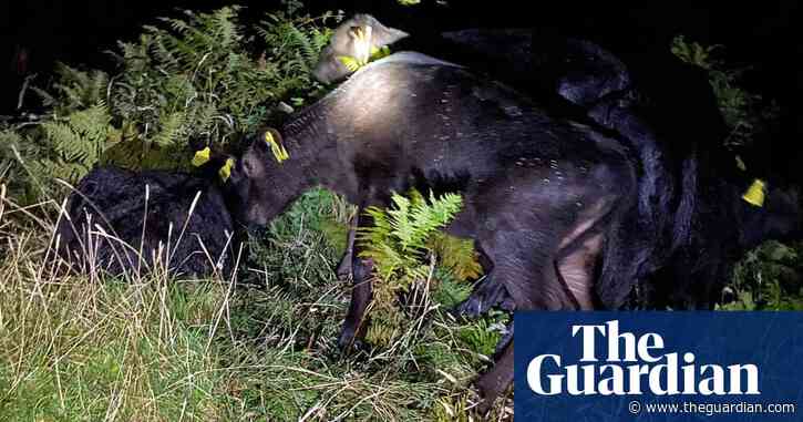 Cornwall vet swims to rescue of trapped calves in race against rising tide