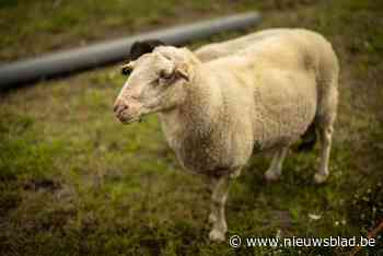 Eerste geval van blauwtongvirus in onze provincie vastgesteld bij Gitse hobbykweker