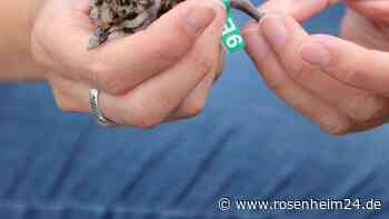 Ein Antrag für den Kiebitz: Küken aus der Region in Großprojekt Ringe angesteckt