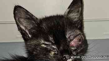 Vier kittens als oud vuil gedumpt in container, dierenopvang druk met zorg