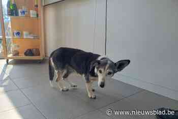 Hondje dat in gracht werd gevonden al opgehaald door baas, blijkt zeventien jaar oud