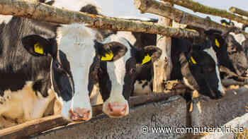 Schweiz: Cyberangriff auf Melkroboter bringt Kuh den Tod