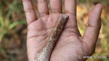 Winziger Armknochen gefunden: "Hobbit"-Vorfahren waren offenbar noch kleiner