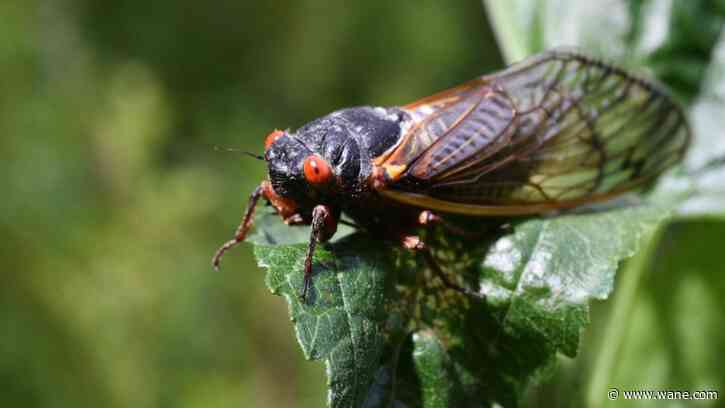 Mystery bug bites in Chicago area may be connected to cicadas