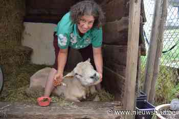 Al 52 besmettingshaarden van blauwtong in provincie Antwerpen, en elke dag komen er nieuwe bij: “Nu vaccineren heeft zeker nog zin”