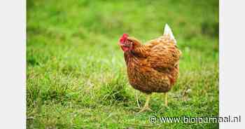 "Plofkippoten er drie keer zo slecht aan toe"