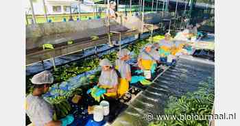 "Van de 100 containers die we wekelijks uit alle origines aanvoeren is 65% biologisch"