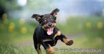 Warning to dog owners after man fined for failing to clean up after his pet