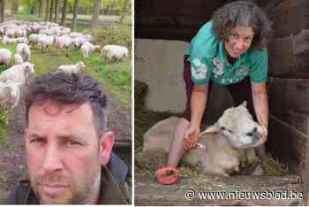 Al 52 besmettingshaarden van blauwtong in provincie Antwerpen, en elke dag komen er nieuwe bij: “Vaccineren heeft zeker nog zin”