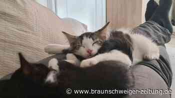 Katzengeschichten: Aus dem Tierheim Peine aufs Sofa