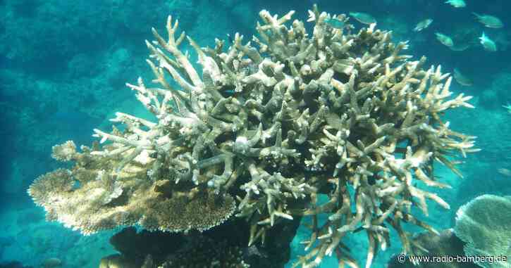 Great Barrier Reef: Höchste Wassertemperatur seit 400 Jahren