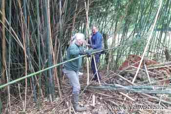 Natuurpunt biedt gratis bamboe aan in Liedekerke (maar je moet hem wel zelf verzamelen)