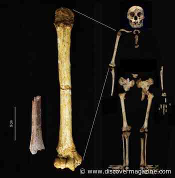 Smallest Ever Human Arm Bone Found as a Piece of the Hobbit Origin Puzzle