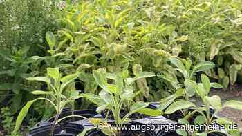 Und der Salbei wurzelt doch!