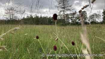Königsbrunner Heide zeigt: Gefahr durch Artensterben wird unterschätzt