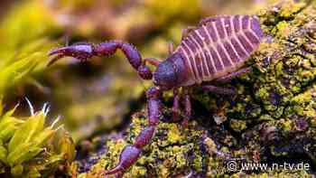 Jäger von Milben und Läusen: Gift des Bücherskorpions tötet Krankenhauskeime
