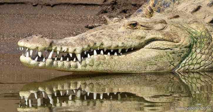 Dokter (40) glijdt uit en wordt opgegeten door 5 meter lange krokodil, autoritei­ten waarschu­wen voor voeren wilde dieren