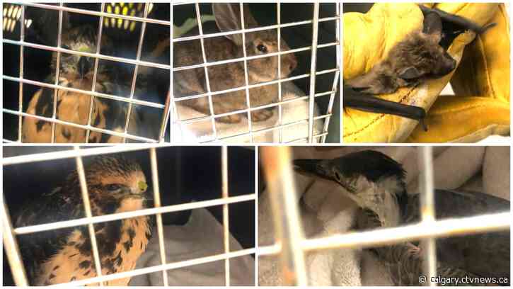 Calgary Wildlife Rehabilitation Society sees spike in injured animals after severe storm