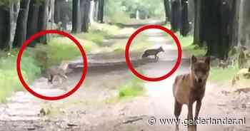 Anneriek oog in oog met veelbesproken wolf en haar welpjes: ‘Heb de longen uit mijn lijf geschreeuwd’