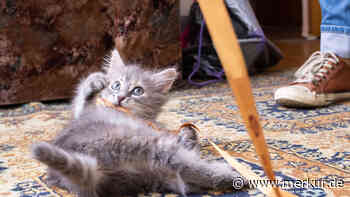 Sieben witzige und unglaublich fesselnde Fakten über Katzen