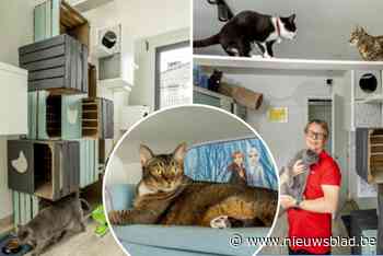 Zalmhapjes, topsuites, ligzetels, naar hartenlust klimmen en als het moet een puffer: zo ziet een luxe kattenhotel eruit