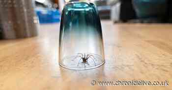 Expert 's 99p solution to keep spiders at bay as annual invasion looms