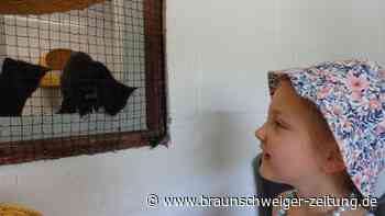 Hochbetrieb im Tierheim Peine: Warum der Andrang so groß ist