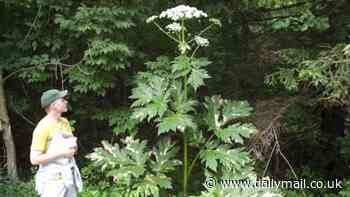 Common backyard plant that can alter your DNA when touched is spreading across the US